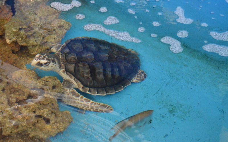 Trabalho de reabilitação do Aquário Paraíba ajuda a proteger a vida das tartarugas marinhas