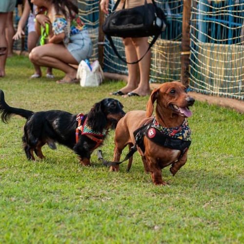 3º Encontro Nacional Dachshund Brasil reúne tutores e pets no Ville des Plantes, em João Pessoa