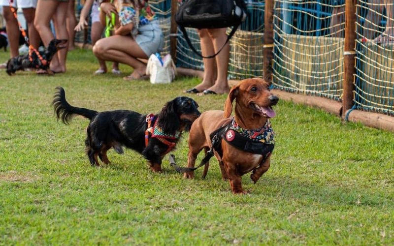 3º Encontro Nacional Dachshund Brasil reúne tutores e pets no Ville des Plantes, em João Pessoa