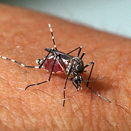 Alerta: com três mortes confirmadas, Paraíba totaliza mais de 2,4 mil casos de dengue