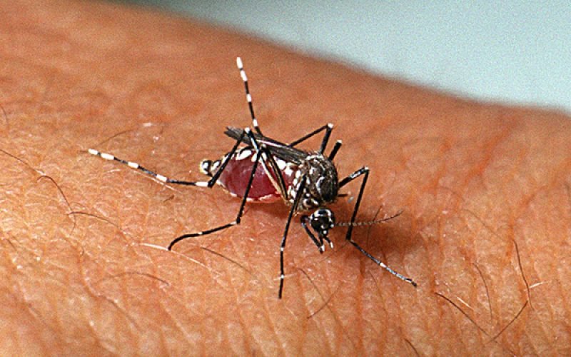 Alerta: com três mortes confirmadas, Paraíba totaliza mais de 2,4 mil casos de dengue