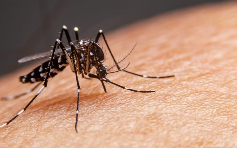 PB confirma que mulher de 42 anos morreu por dengue, no Conde; morte é a 2ª do estado em 2024