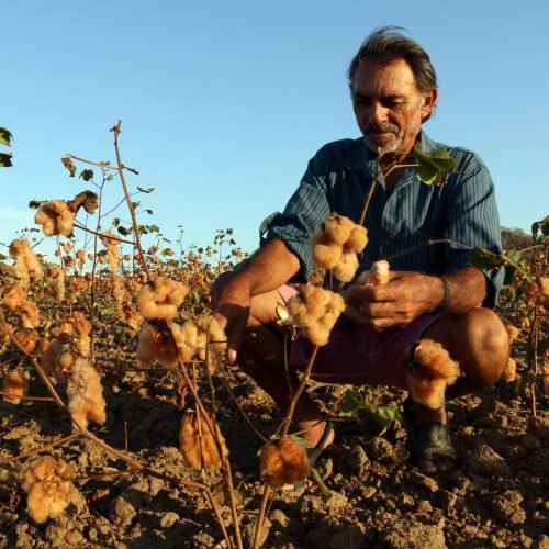 4º Dia da Colheita do Algodão Orgânico e Agroecológico do Ingá-PB marca a jornada rumo à certificação Internacional GOTS