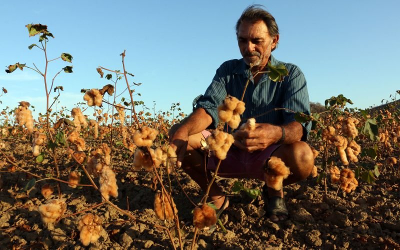 4º Dia da Colheita do Algodão Orgânico e Agroecológico do Ingá-PB marca a jornada rumo à certificação Internacional GOTS