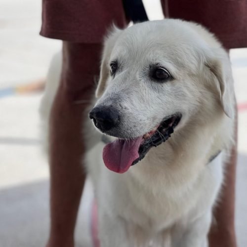 Comissão aprova prisão e multa para quem abandonar animal em carro