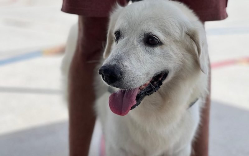 Comissão aprova prisão e multa para quem abandonar animal em carro
