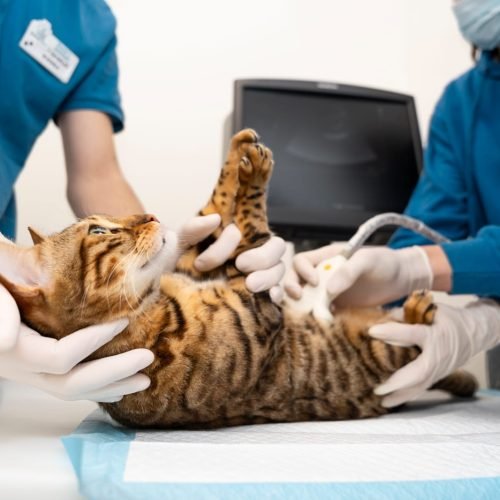 5 mitos e verdades sobre castração: entenda o procedimento que melhora a saúde e o comportamento dos pets