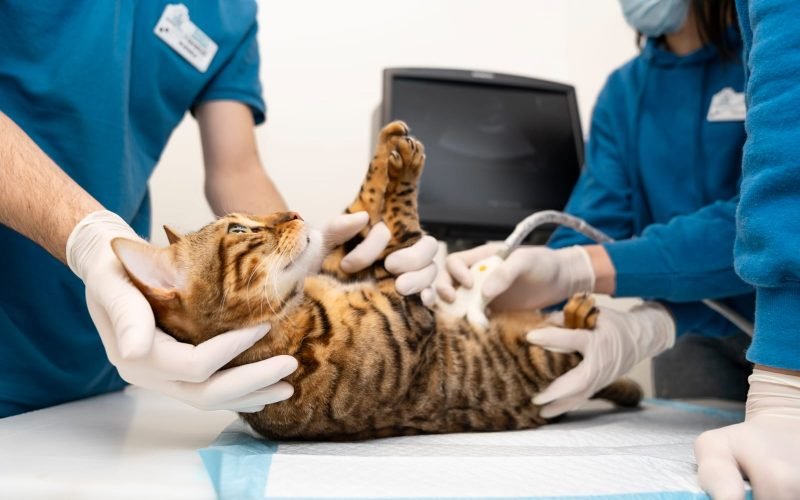 5 mitos e verdades sobre castração: entenda o procedimento que melhora a saúde e o comportamento dos pets
