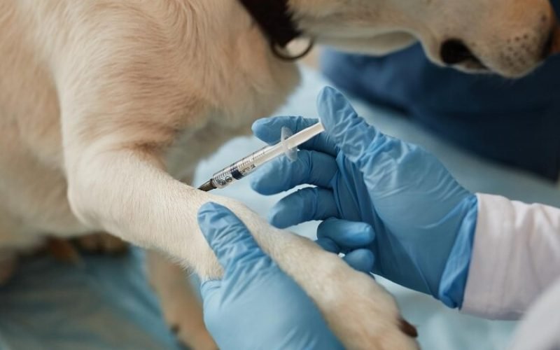 Veterinário orienta sobre atualização das vacinas para imunidade dos pets