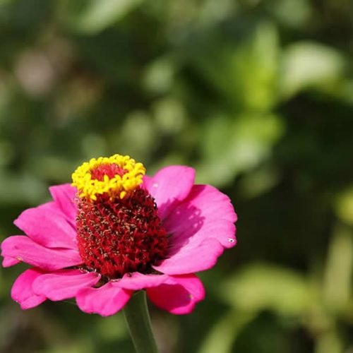 Beleza em pétalas: VI Festival das Flores de Areia terá Desfile de Floriculturas; confira detalhes