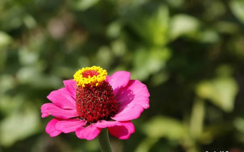 Beleza em pétalas: VI Festival das Flores de Areia terá Desfile de Floriculturas; confira detalhes