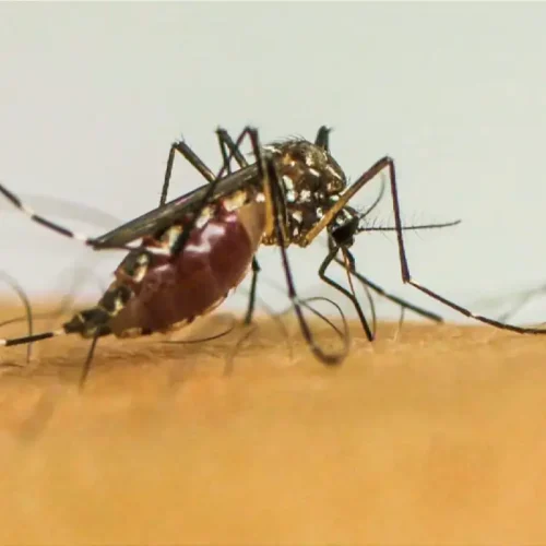 Paraíba amplia grupo de vacinação contra a dengue; veja quem pode receber