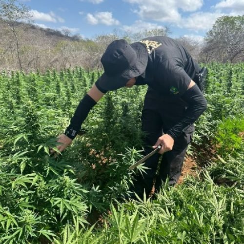 Polícia Federal elimina cerca de 44 mil pés de maconha em operação no Sertão da Paraíba