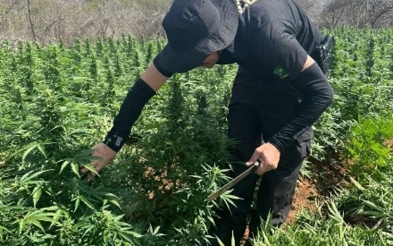 Polícia Federal elimina cerca de 44 mil pés de maconha em operação no Sertão da Paraíba