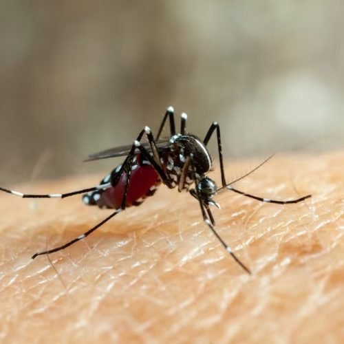 Paraíba registra mais de 5 mil casos prováveis de dengue em 2025 e confirma duas mortes