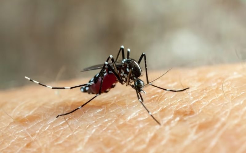 Paraíba registra mais de 5 mil casos prováveis de dengue em 2025 e confirma duas mortes
