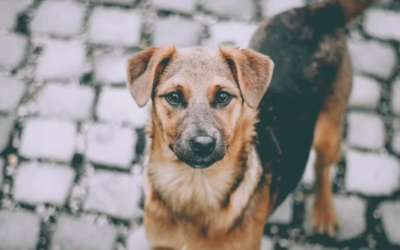 Cachorros e gatos vão ganhar carteira de identidade nacional em 2025: entenda como vai funcionar