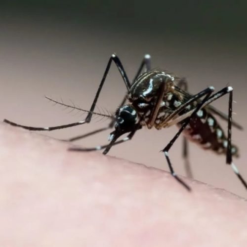 PB registra redução de casos de dengue, chikungunya, zika e febre oropouche em 2025