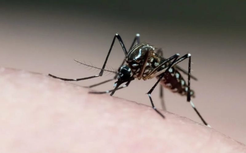 PB registra redução de casos de dengue, chikungunya, zika e febre oropouche em 2025