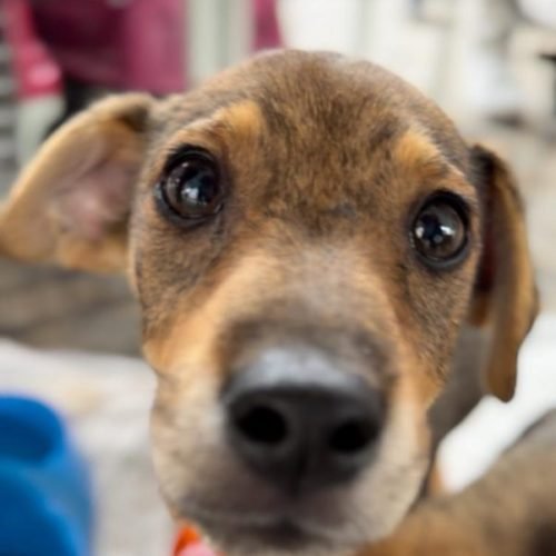 Comissão aprova projeto que inclui maus-tratos contra animais como motivo de justa causa