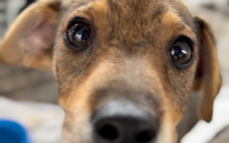 Comissão aprova projeto que inclui maus-tratos contra animais como motivo de justa causa