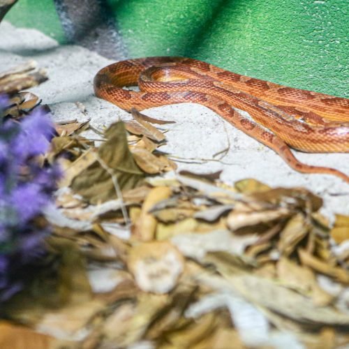 Serpentário do Aquário Paraíba aborda papel ecológico de serpentes e répteis