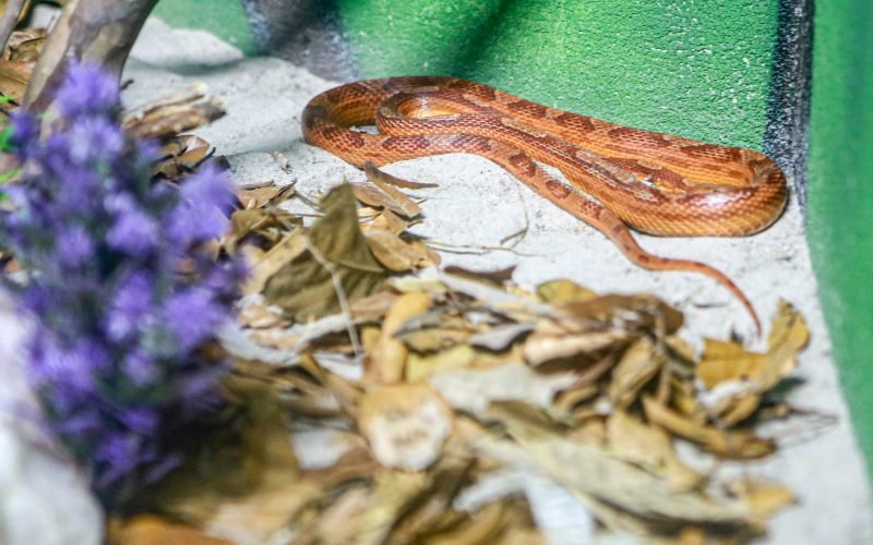 Serpentário do Aquário Paraíba aborda papel ecológico de serpentes e répteis