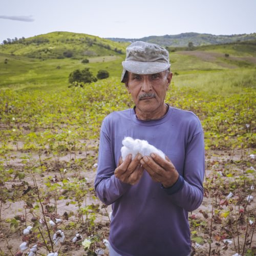 Crescimento de 400% na produção de algodão orgânico transforma cenário agrícola na Paraíba