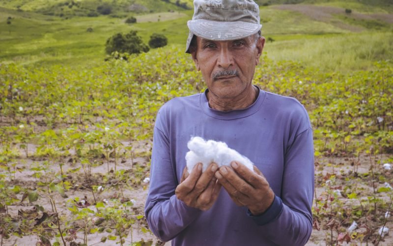 Crescimento de 400% na produção de algodão orgânico transforma cenário agrícola na Paraíba