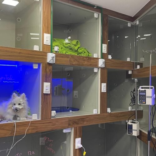 João Pessoa ganha primeira UTI veterinária 24 horas do Nordeste