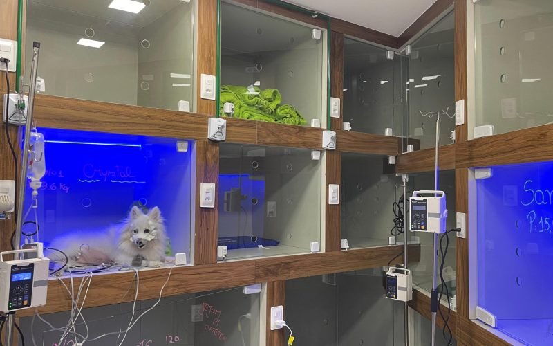 João Pessoa ganha primeira UTI veterinária 24 horas do Nordeste
