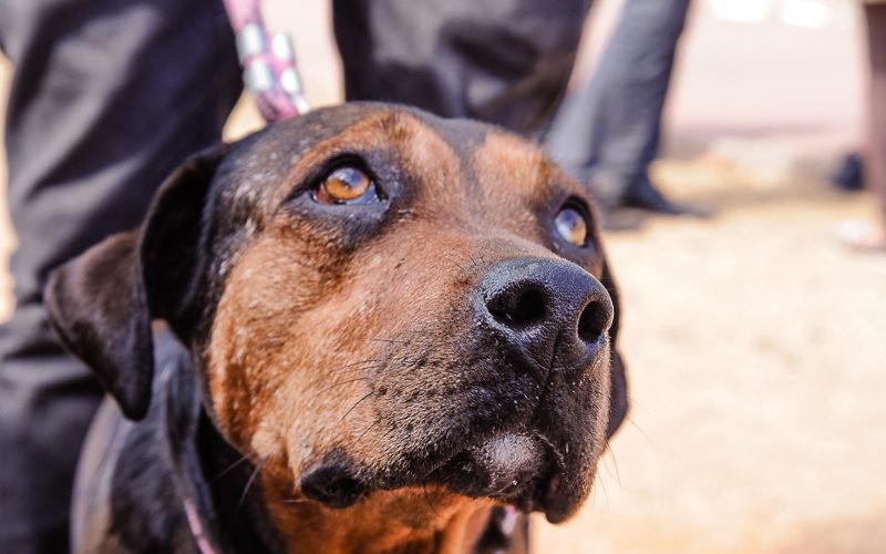 Saúde inicia preparativos para Campanha de Vacinação contra Raiva Animal na Paraíba