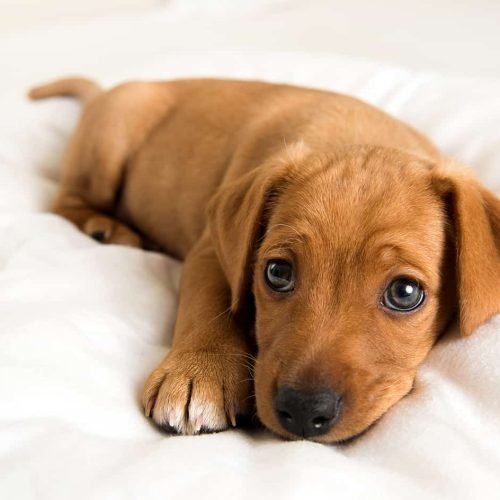 João Pessoa realiza evento de adoção responsável de cães e gatos nesta quinta