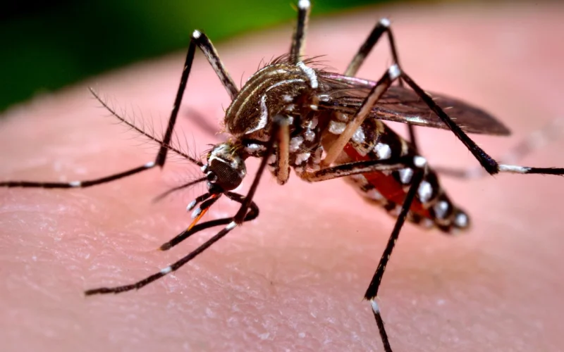 Surto de dengue: autoridades estudam ações para controle
