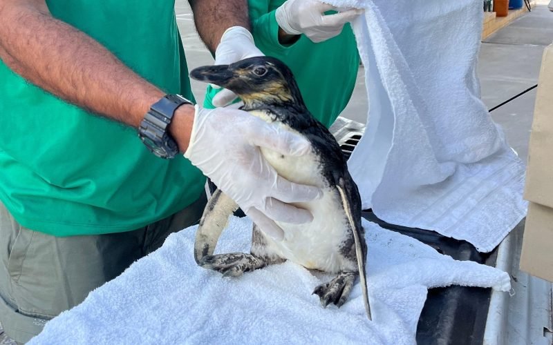 Aquário Paraíba lança ação interativa para escolha do nome de novo pinguim resgatado no Nordeste