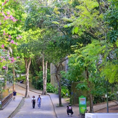 Bica reabre ao público nesta quinta-feira com novo plano de segurança