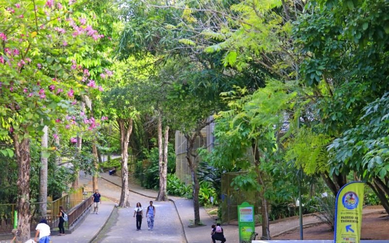 Bica reabre ao público nesta quinta-feira com novo plano de segurança