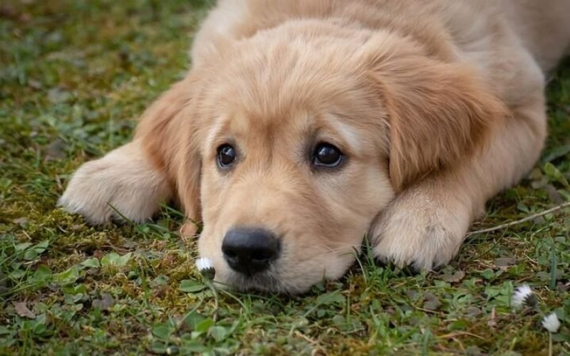 Paraíba Pet abre vagas para castração gratuita de cães e gatos em João Pessoa