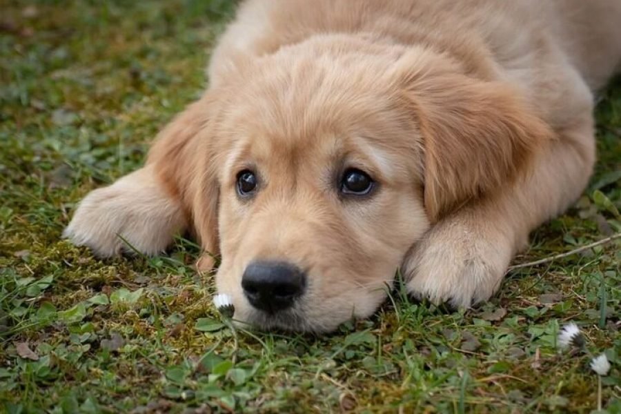 Governo da Paraíba realiza Dia D de combate aos maus-tratos contra animais na próxima terça