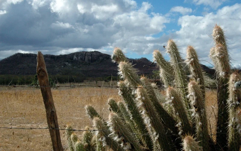 Inmet emite alerta de clima extremamente seco para 96 cidades da Paraíba
