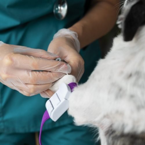 Hospital Veterinário VIDA promove campanha para incentivar doação de sangue voluntária de cães e gatos