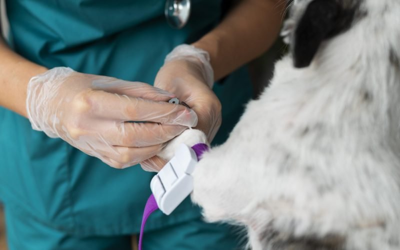 Hospital Veterinário VIDA promove campanha para incentivar doação de sangue voluntária de cães e gatos