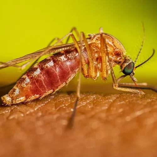 Brasil confirma primeiras mortes por febre oropouche no mundo