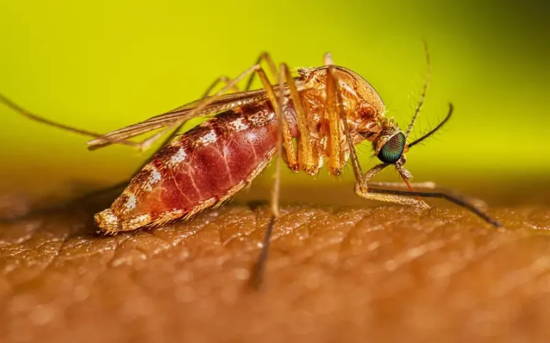 Febre oropouche: Saúde recomenda uso de repelentes em gestantes para prevenir doença na Paraíba