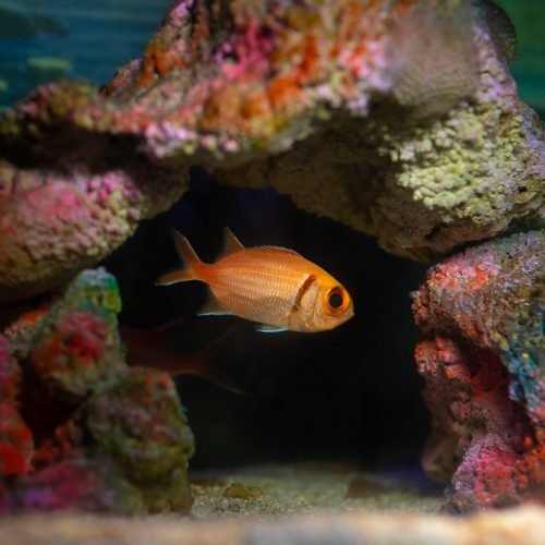Aquário Paraíba fortalece turismo educativo com experiências de conscientização ambiental