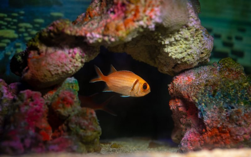 Aquário Paraíba fortalece turismo educativo com experiências de conscientização ambiental