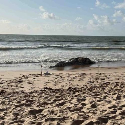 Baleia-jubarte é encontrada morta na praia de Intermares, em Cabedelo