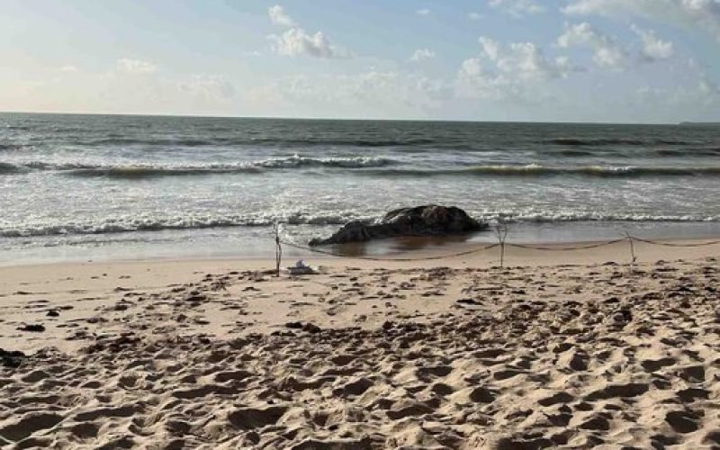 Baleia-jubarte é encontrada morta na praia de Intermares, em Cabedelo