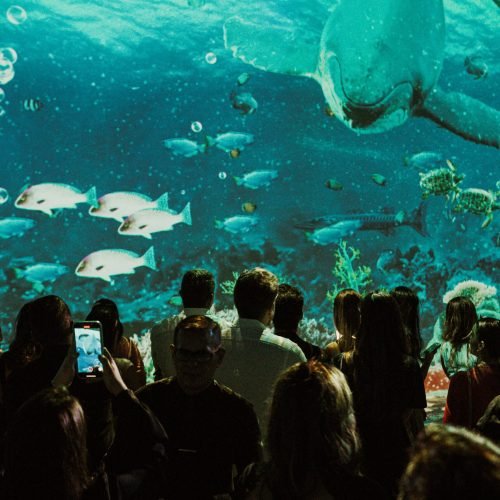 Luzzco celebra o Mês das Crianças com estreia do fascinante reino dos dinossauros