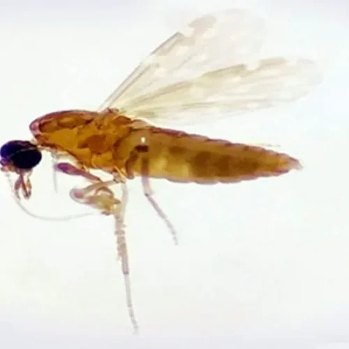 Saúde confirma primeiro caso de Febre Oropouche importado na Paraíba